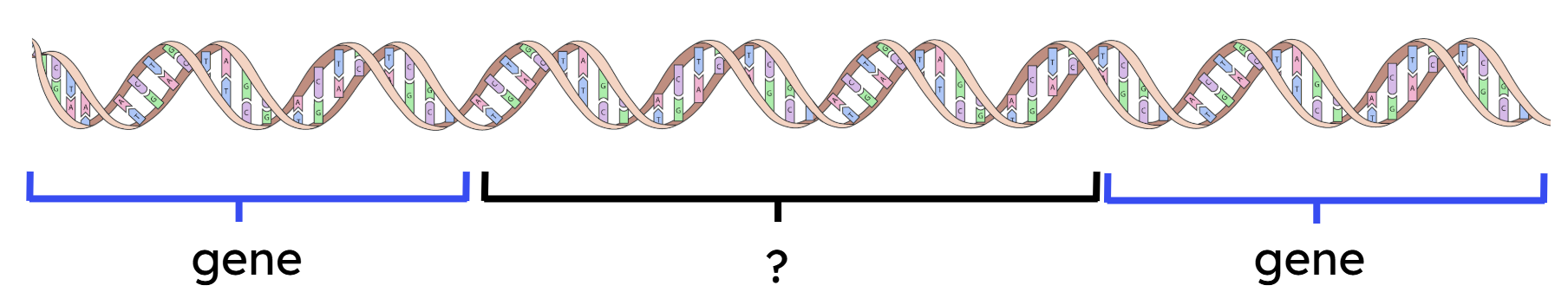 An image in a quiz