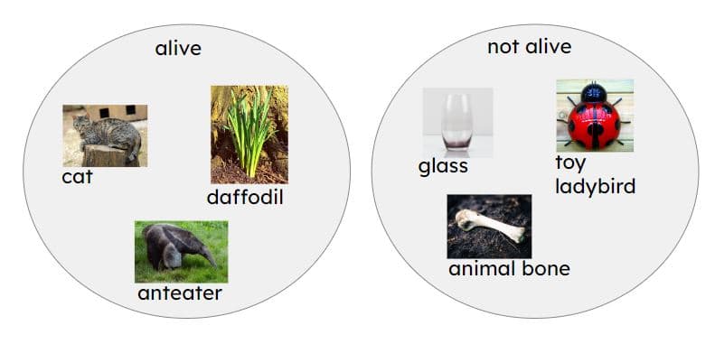 An image in a quiz