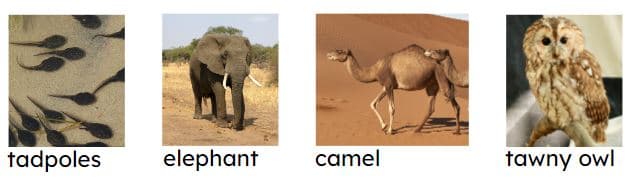 An image in a quiz