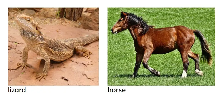 An image in a quiz