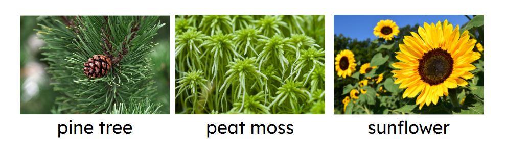 An image in a quiz