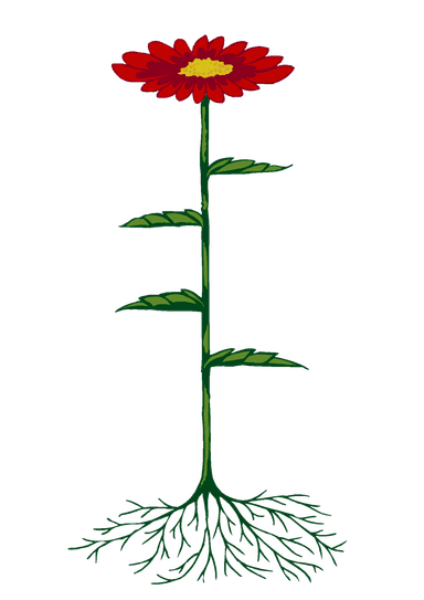 An image in a quiz