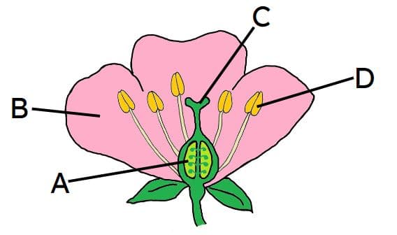 An image in a quiz
