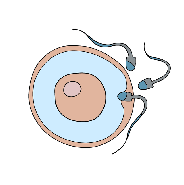 An image in a quiz