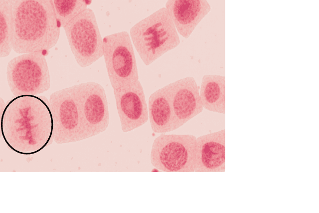 An image in a quiz