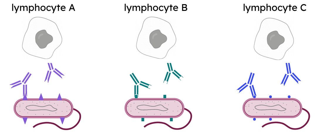 An image in a quiz