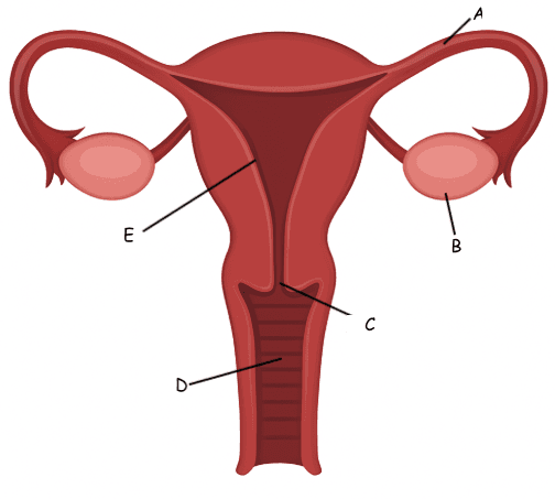 An image in a quiz