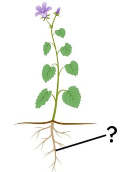 The function of roots KS2 | Y3 Science Lesson Resources | Oak National ...